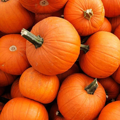 New England Pie Pumpkin Seeds | Heirloom Non-GMO Cucurbita pepo | Fall Decor & Baking Seed Packet