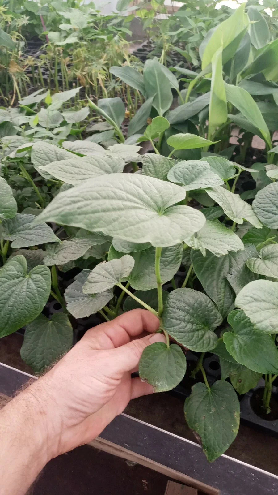 Super Rare Live Piper Methysticum Plant - Kava with Rootball - Exotic Green Leaves - Perfect for Indoor/Outdoor Gardens
