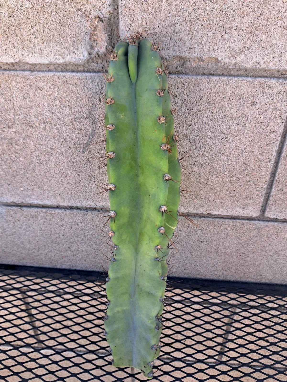 Cereus Forbesii Giant Cactus Cutting - Indoor Succulent Plant, Unique Greenhouse Variety, Easy Care, Columnar, Ornamental
