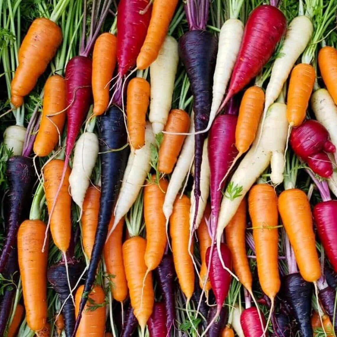 Rainbow Blend Carrot Seeds - 300 Seeds - Colorful Varieties - Daucus carota - Purple, Yellow, Orange, and White Carrots