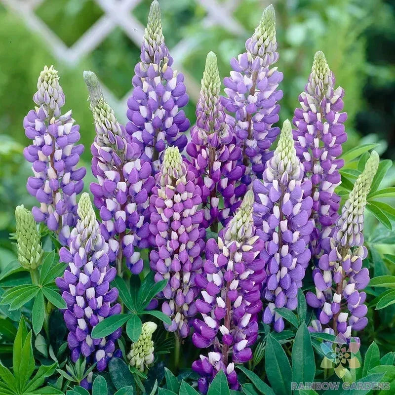 Gallery Blue Lupine Seeds – 25+ Pack, Lupinus polyphyllus, Perennial, Vibrant Blue Flowers, Drought-Tolerant, Garden & Wildflower Planting