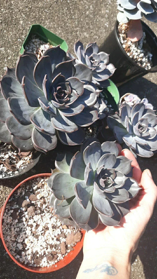 Large Echeveria Black Prince Succulent in 5" Pot with Soil – Live Plant, Rosette-Shaped, Dark Foliage, Echeveria 'Black Prince'