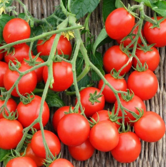 Non-GMO Small Red Cherry Tomato Seeds, Solanum lycopersicum, Salad Variety, Perfect for Home Gardening & Containers