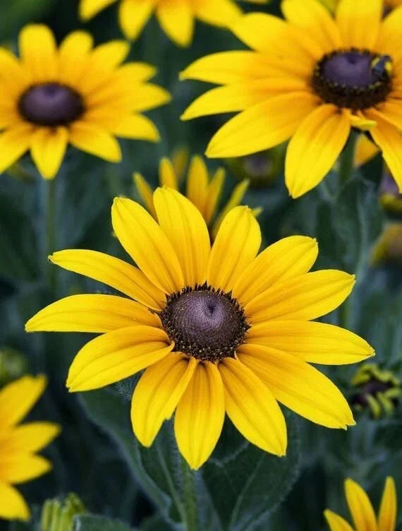 Black Eyed Susan Seeds - 100 Organic Rudbeckia Hirta Yellow Flower Seeds for Easy Gardening, Wildflower, Border, Cut Flower, Perennial
