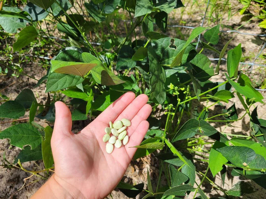Organic Lima Bean Seeds | 5 Seeds | Florida Grown | Phaseolus lunatus | Southern Vegetable