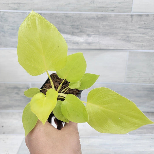 Philodendron Warscewiczii Snowflake 3" Live Tropical Houseplant, Rare Variegated Aroid for Indoor Decor