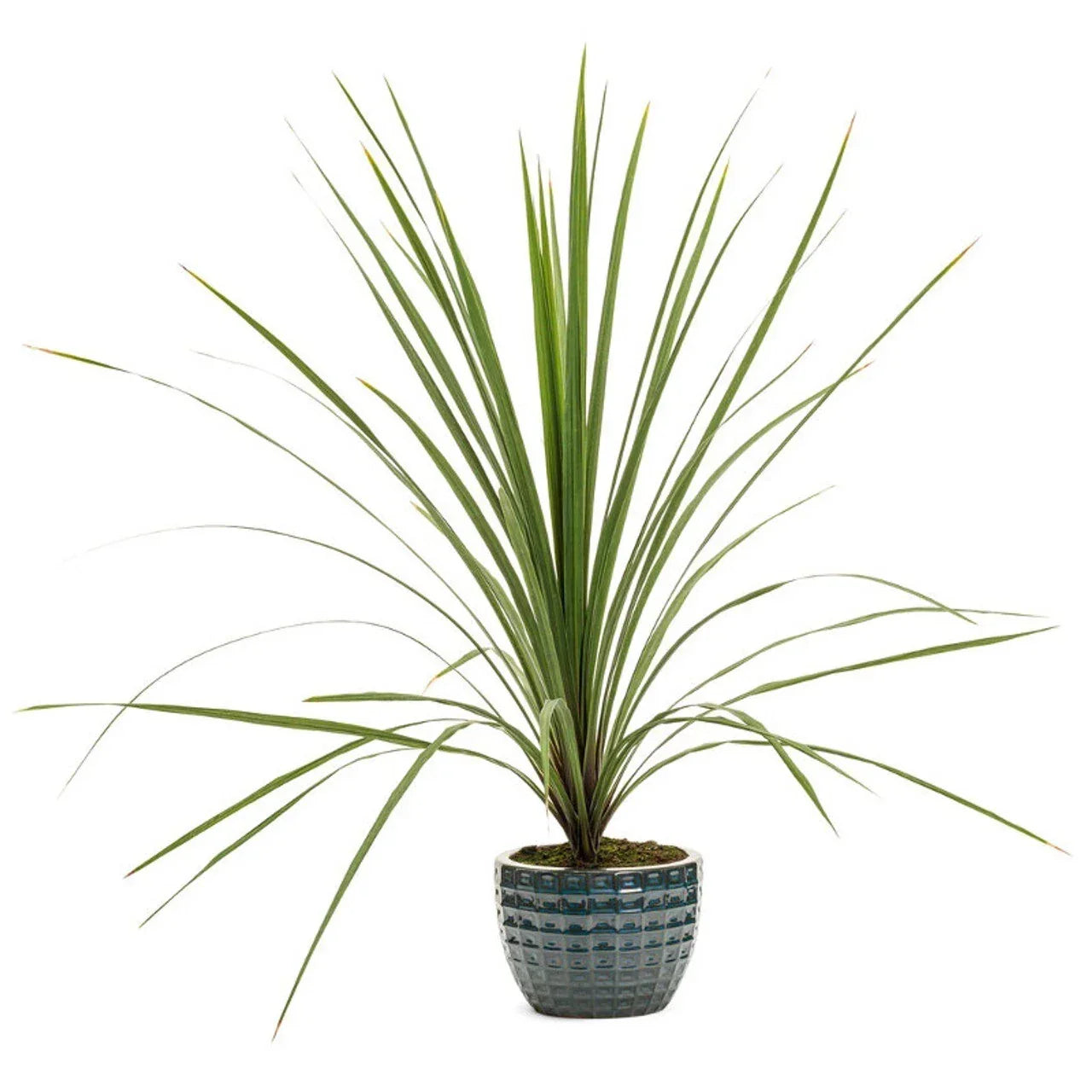 Dracaena Spikes Seeds - 25 Pack, Dracaena marginata, Indoor & Outdoor Perennial Plant, Exotic Foliage, Easy to Grow, Pet-Friendly