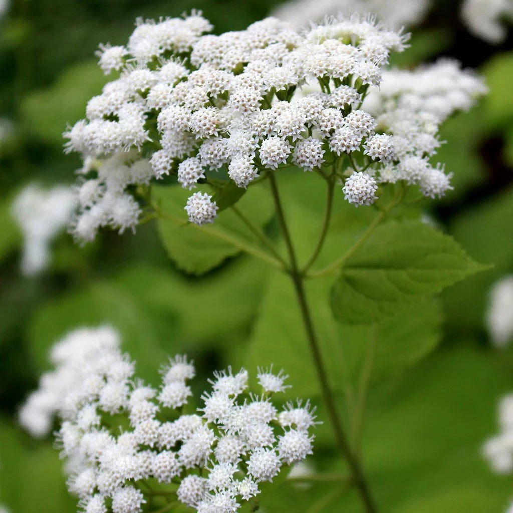 White Snakeroot Seeds - Eupatorium rugosum - Native Perennial Wildflower for Pollinator Gardens - Pack of 100
