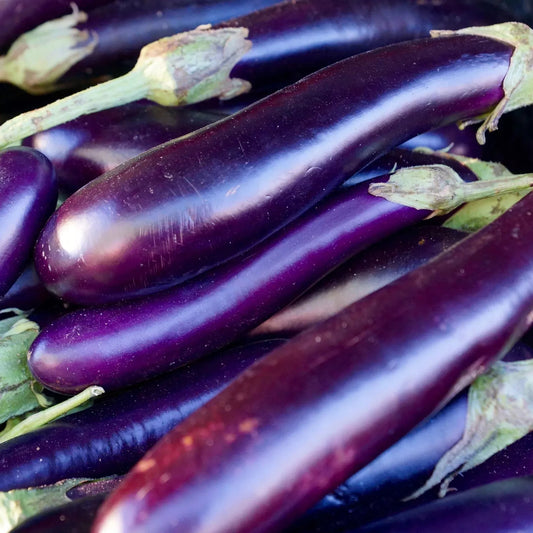 Long Purple Eggplant Seeds - 100 Non-GMO Heirloom Solanum melongena for Home Gardening
