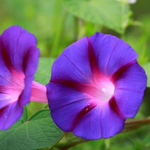Morning Glory Seeds, 3" Deep Purple Flowers, Grandpa Ott Variety, Ipomoea purpurea, Vining, Organic Non-GMO Seed Packet