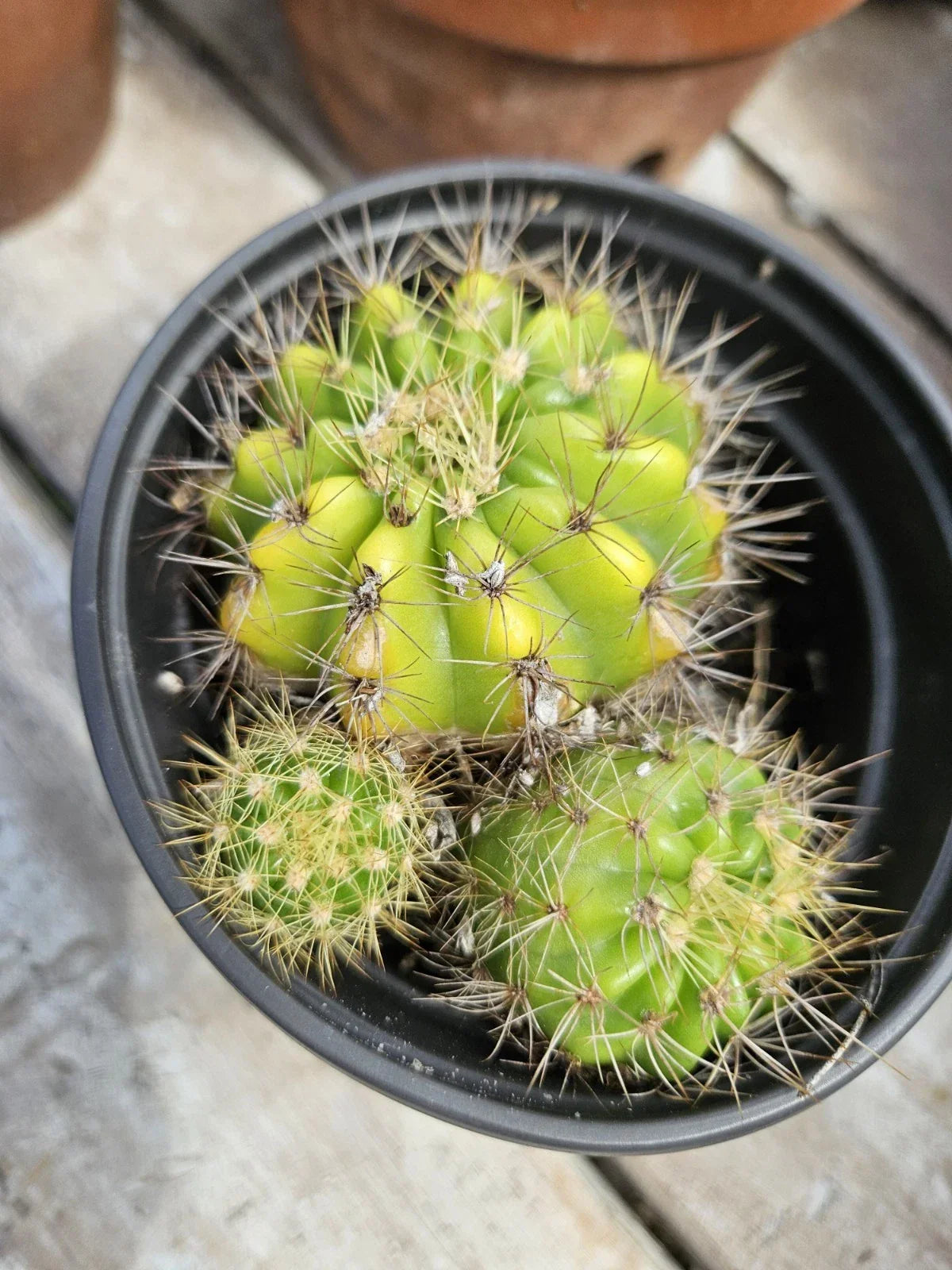 Echinopsis Cactus Cluster with Pups - Bare Root Succulent Plant - Cactus Variety for Garden or Indoor Collection