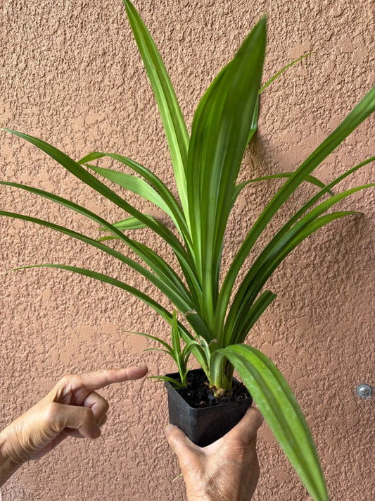 Pandan Live Plant 10-24 Inches Fragrant Pandanus amaryllifolius for Cooking & Aromatherapy Rooted