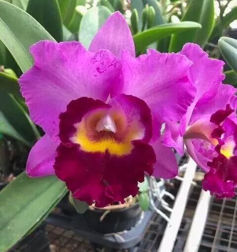 Orchid Plant 2.5" Pot Rlc. Shannon Conner 'Pink Paradise' - Rhyncholaeliocattleya Pink Blooms, Compact Indoor Flowering Plant