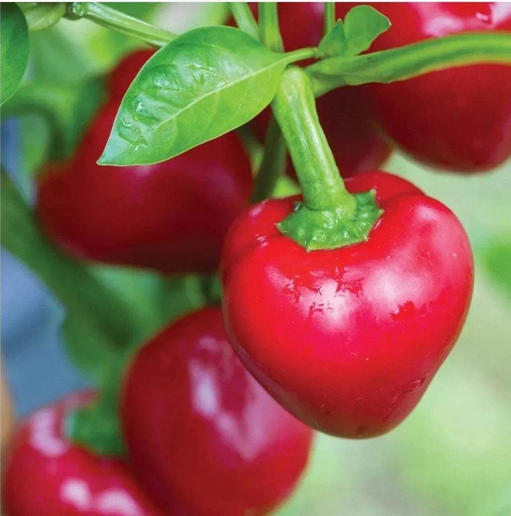 Cherry Pepper Seeds – 20+ Heirloom Organic Capsicum annuum for Home Gardening, Fresh Harvest 07/2023