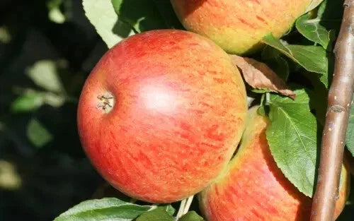 25+ Charles Ross Apple Seeds for Planting - Heirloom Malus domestica, Non-GMO, Full Sun, Home Garden, Orchard
