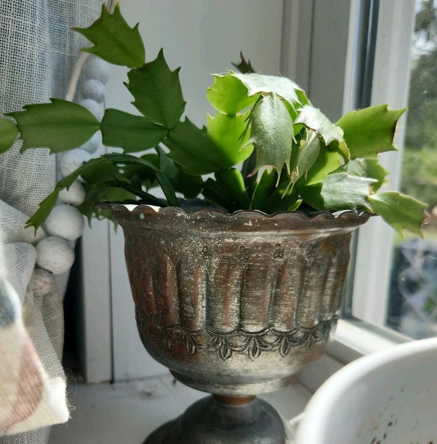 Thanksgiving Christmas Cactus Cutting - Rooted Houseplant - Schlumbergera - Holiday Blooming Indoor Plant