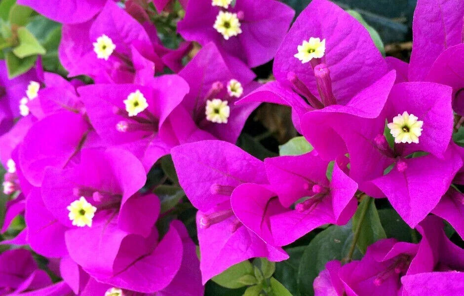 Bougainvillea Starter Plant | Small Well-Rooted Elizabeth Angus Variety | Rare Bougainvillea for Garden & Container