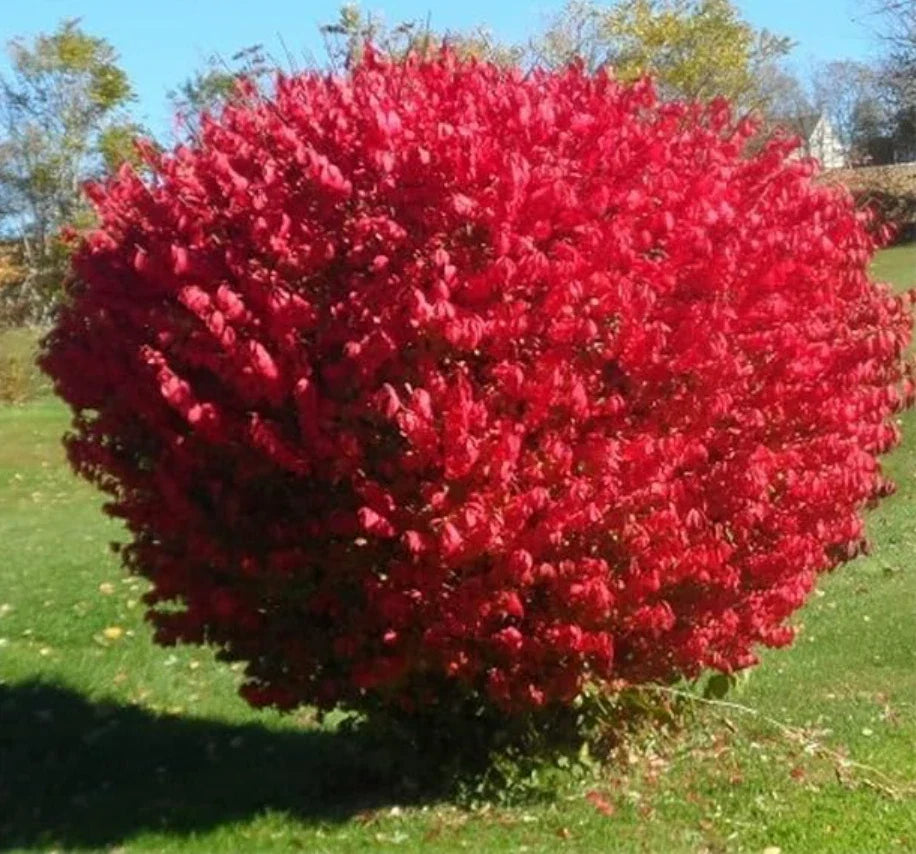 Dwarf Burning Bush Seedlings - 5 Live Bare Root Euonymus alatus 'Compactus' - Compact Fall Foliage Plant for Small Gardens