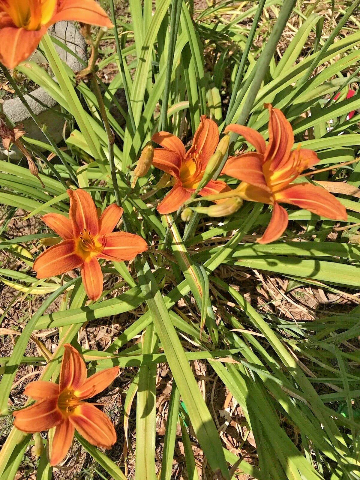 Daylily Rhizomes Bulbs - 8 Orange Flower Perennials - Hemerocallis spp. - Easy to Grow Garden Plants for Borders & Pollinator Attraction