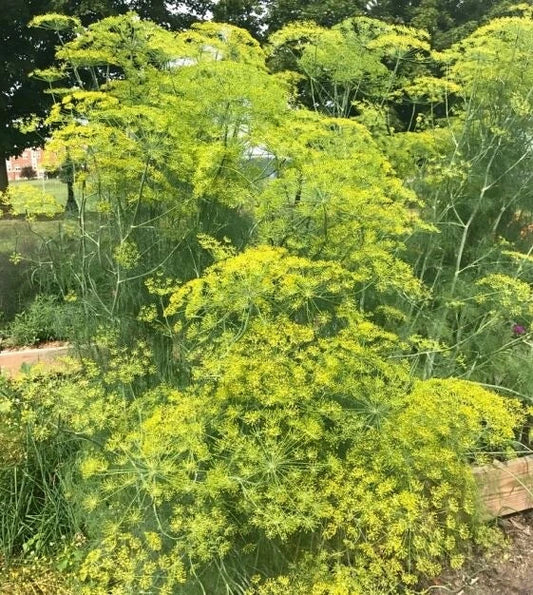 Long Island Mammoth Dill Seeds - Organic Heirloom Non-GMO Anethum graveolens Pack of 200+ Seeds