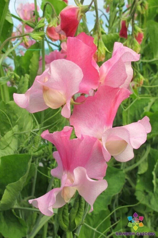 Sweet Pea Seeds - 50+ Strawberry Fields Variety - Climbing Vine, Fragrant, Non-GMO Lathyrus odoratus for Garden Planting in USA