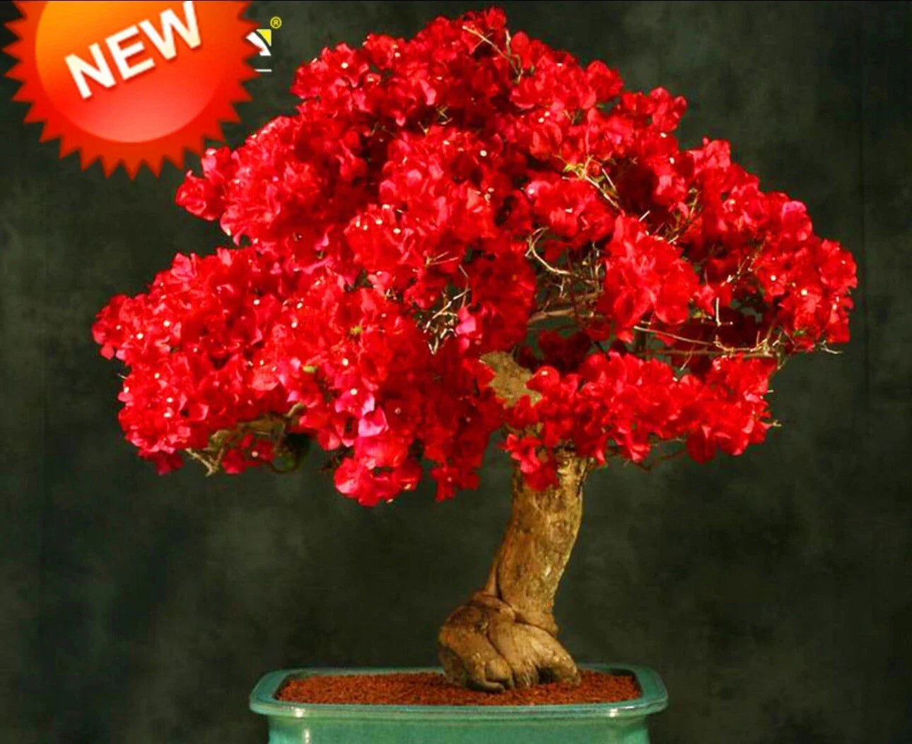 Rare Bougainvillea Starter Plant - Spectabilis Red - Well Rooted Tropical Flowering Plant for Gardens and Containers