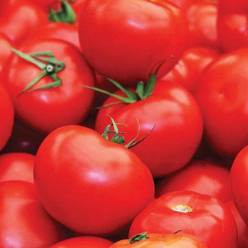 Floradade Tomato Seeds Heirloom Non-GMO Solanum lycopersicum for Home Gardens, Organic, High Germination