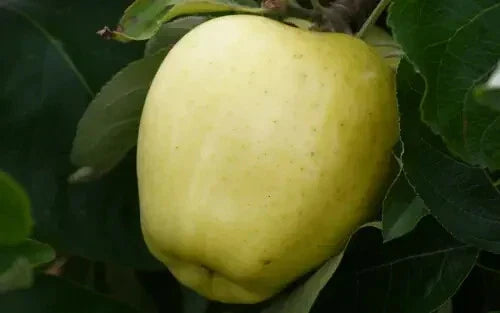 Yellow Transparent Apple Seeds - 25+ Heirloom Malus domestica for Garden Planting, Fruit Trees, Non-GMO, Easy to Grow
