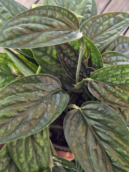 Monstera Peru Plant Cuttings - Tropical Houseplant Propagation - Monstera adansonii - Perforated Leaf Variegation