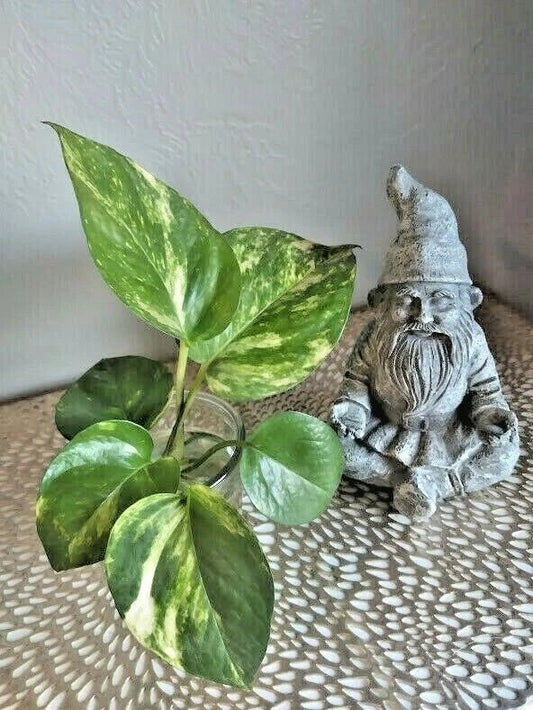 Live Rooted Pothos Cuttings (6) - Green Trailing Houseplant - Epipremnum aureum Indoor Plant