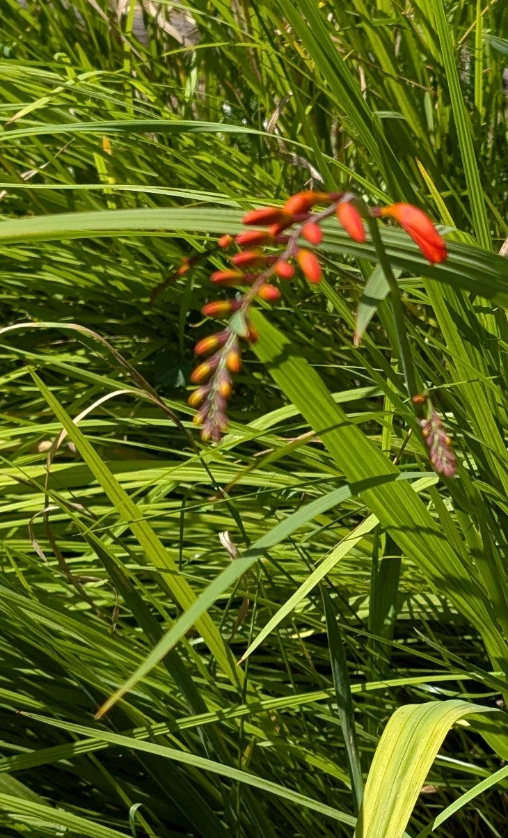 15 Organic Crocosmia Lucifer Plants | Easy-to-Grow Perennial Bulbs | Vibrant Red-Orange Flowers | Crocosmia x crocosmiiflora