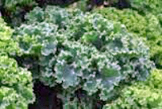 Kale Seeds Vates Blue Curled Scotch Heirloom Non-GMO Organic Vegetable Gardening Pack of 100 Seeds