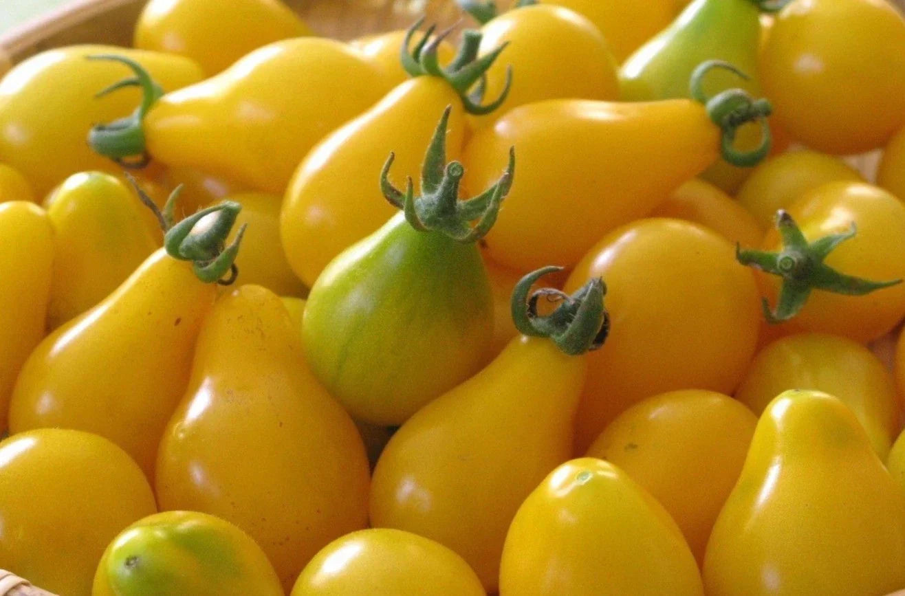 Yellow Pear Tomato Seeds - Heirloom, Non-GMO, Organic, Sweet & Juicy, Solanum lycopersicum, Pear-Shaped Fruit, Garden Seeds