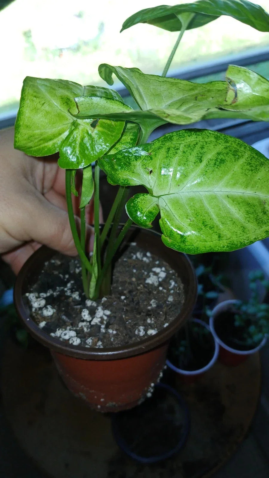 Arrowhead Houseplants 2-Pack in Decorative Pots | Syngonium podophyllum | Easy-Care Air-Purifying Indoor Plants