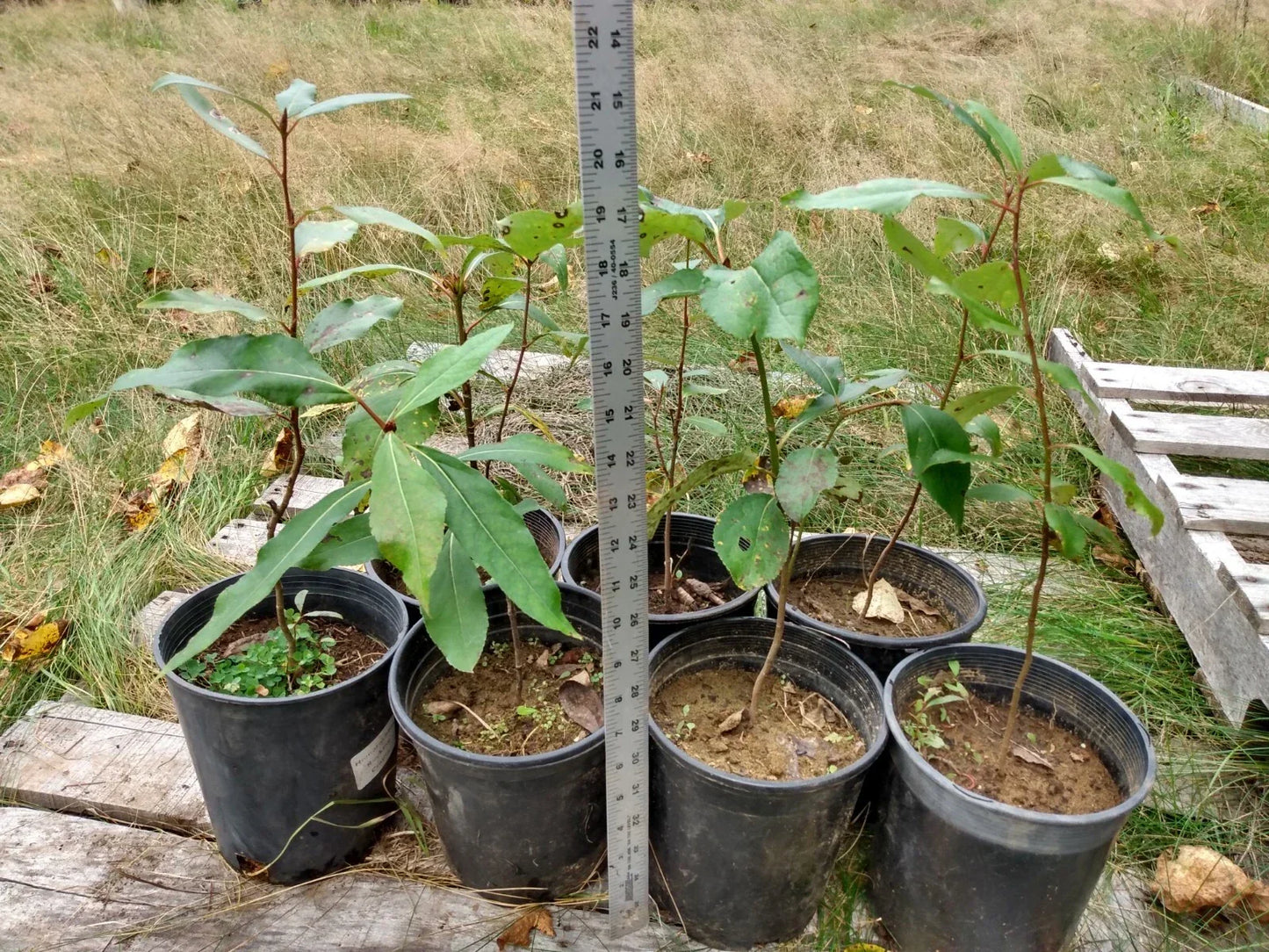 Cottonwood Tree Bare Root Live Plant 1-2 Feet Populus deltoides Fast Growing Shade Tree