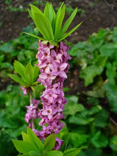 Daphne mezereum Seeds - Paradise Plant Shrub with Fragrant Pink & Purple Flowers - 10 Seeds for Gardening
