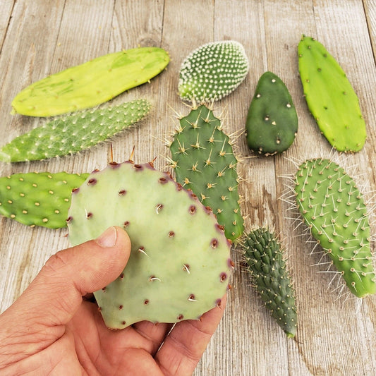 Opuntia Cactus Cuttings – 6 Assorted Live Succulent Pads – Desert Cacti for Gardening & Home Decor – Opuntia ficus-indica