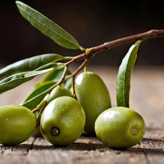 Picual Olive Seeds - 10+ for Garden Planting - Olea europaea - Mediterranean Climate Suitable