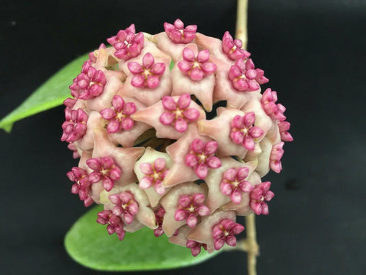 Hoya Hot Lips Rooted Plant in 3" Pot – Exotic Trailing Houseplant with Waxy Red-Margined Foliage – Hoya spp. Hybrid Indoor Garden