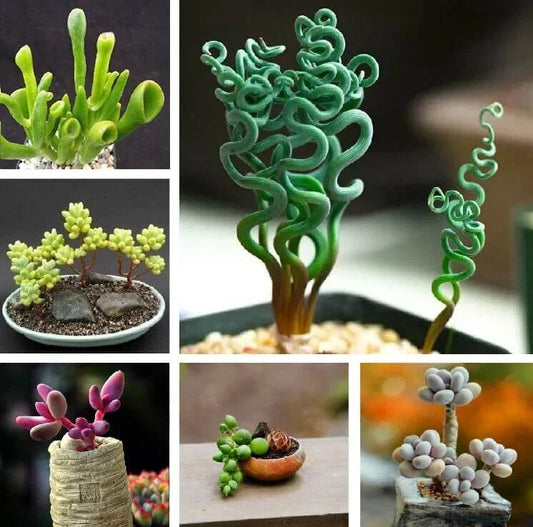 Mixed Succulent Seeds Pack - 100 Seeds for Indoor & Outdoor Gardening - Echeveria, Sedum, Haworthia Varieties