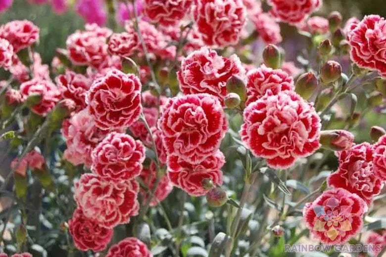 Sugar Plum Carnation Seeds - 200+ Packets Dianthus caryophyllus Garden Flower Seeds for Borders & Containers
