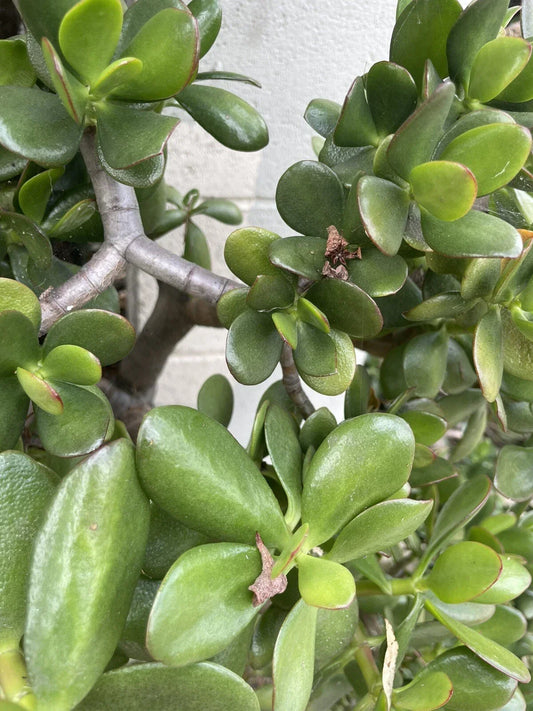 Jade Plant Cuttings 3-5" Crassula Ovata Succulent Houseplant Live Money Plant Easy Care