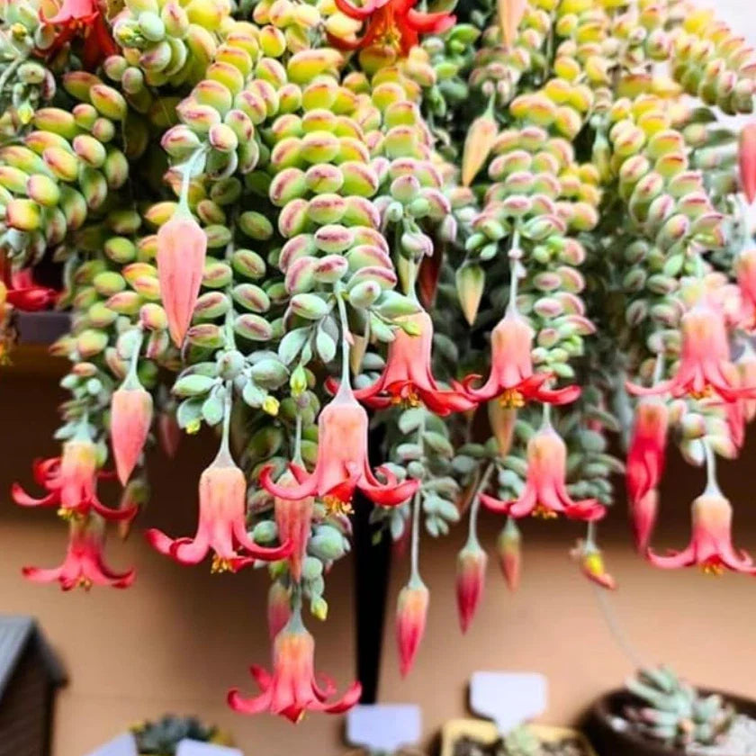 Live Cotyledon Pendens Plant - Trailing Succulent in 4" Pot - Easy Care Indoor Plant - Ornamental Succulent (Cotyledon Pendens)