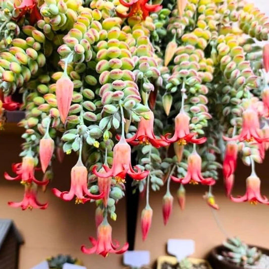 Live Cotyledon Pendens Plant - Trailing Succulent in 4" Pot - Easy Care Indoor Plant - Ornamental Succulent (Cotyledon Pendens)