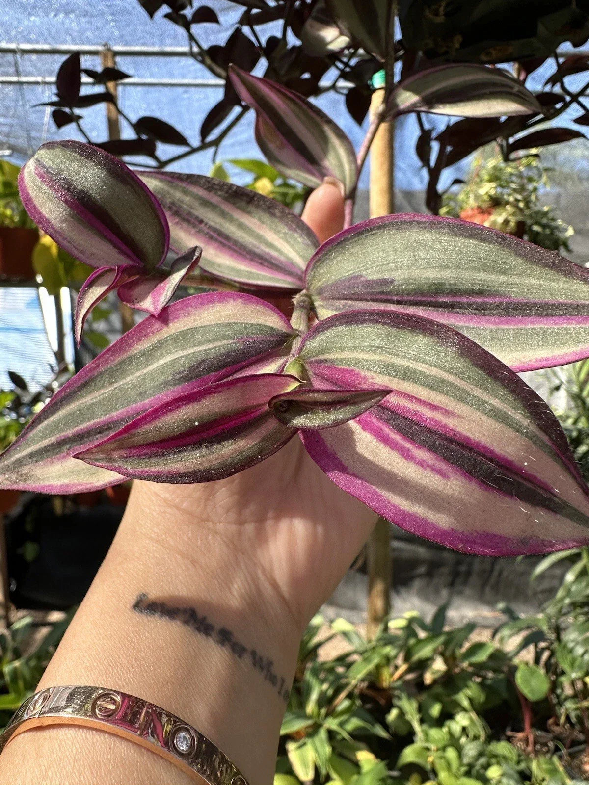 Wandering Jew Plant Cutting - Variegated White Tradescantia - Indoor Houseplant Propagation - Rare Indoor Foliage Plant