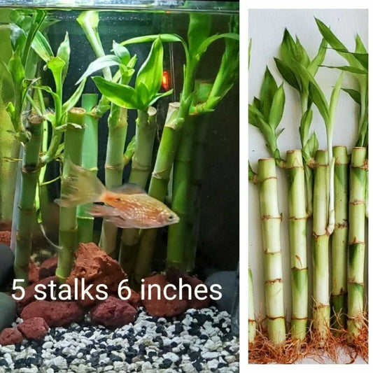 Lucky Bamboo Plants Set of 5 – Well Rooted Dracaena sanderiana for Feng Shui Decor, 6 Inches Tall