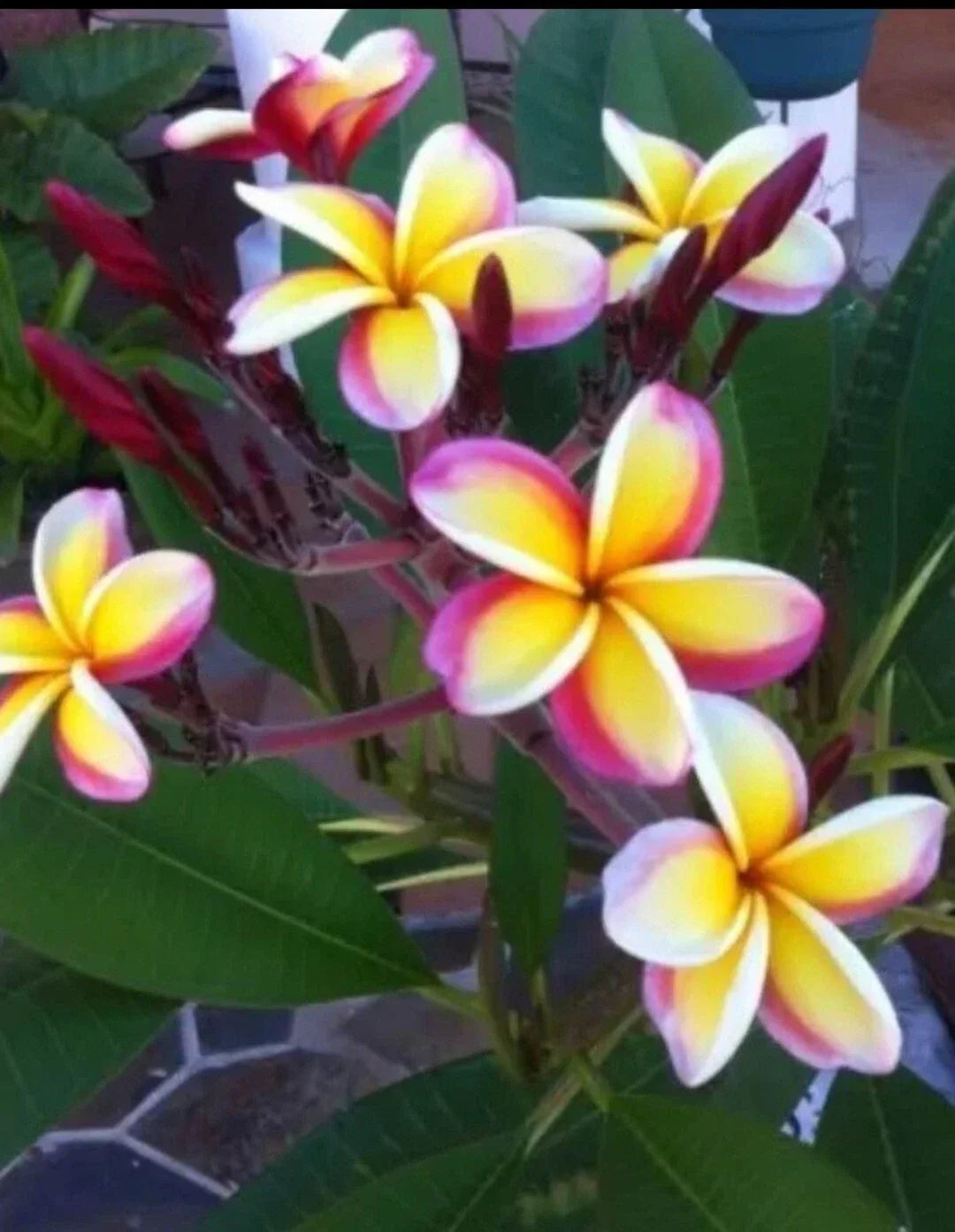 Plumeria Plant 3-Inch Pot | Multicolor Variety | Rooted from Seeds | Exotic Fragrant Flowering Plant