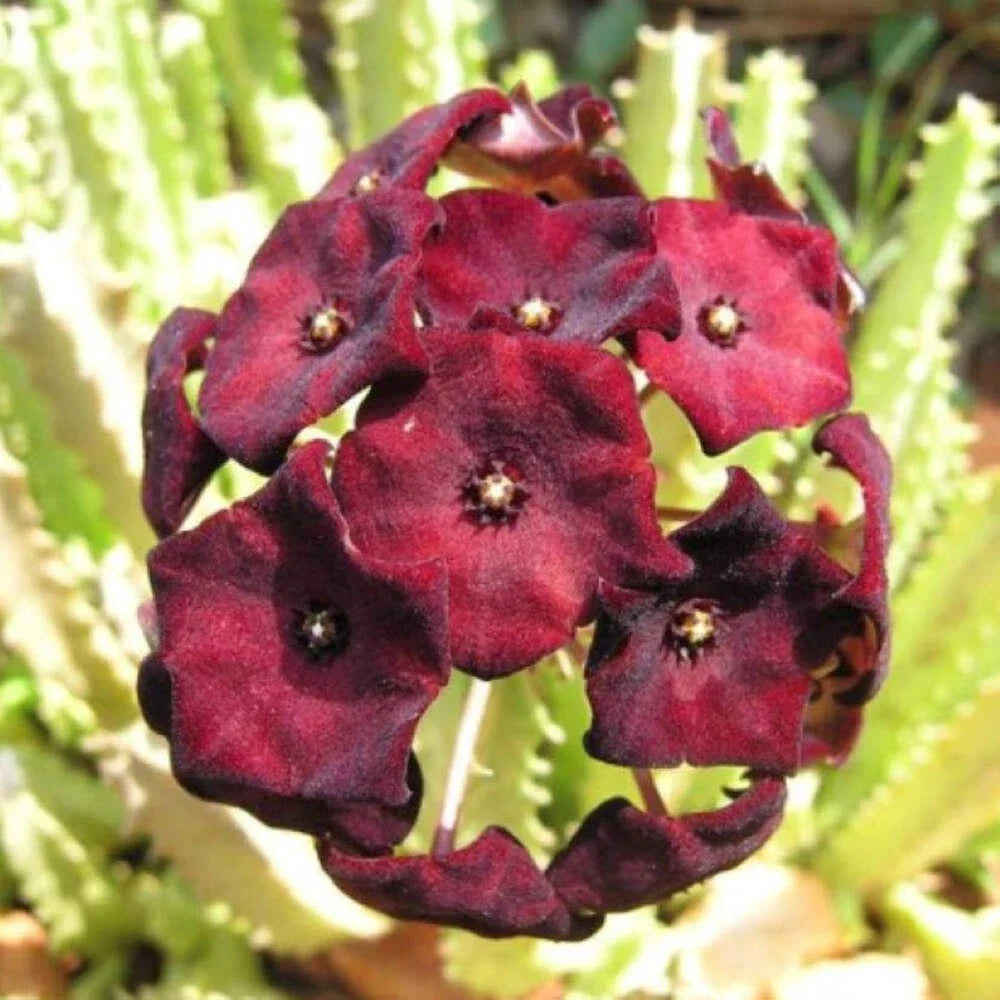 Caralluma Umbellata Potted Succulent - Rare 3.5-Inch Plant, Well Rooted, Low Maintenance Indoor Garden Gift