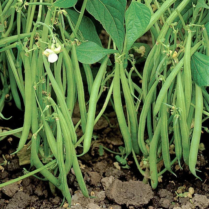Bulk Blue Lake 274 Green Bean Seeds | Bush Phaseolus vulgaris Vegetable Seeds for Home & Commercial Gardening
