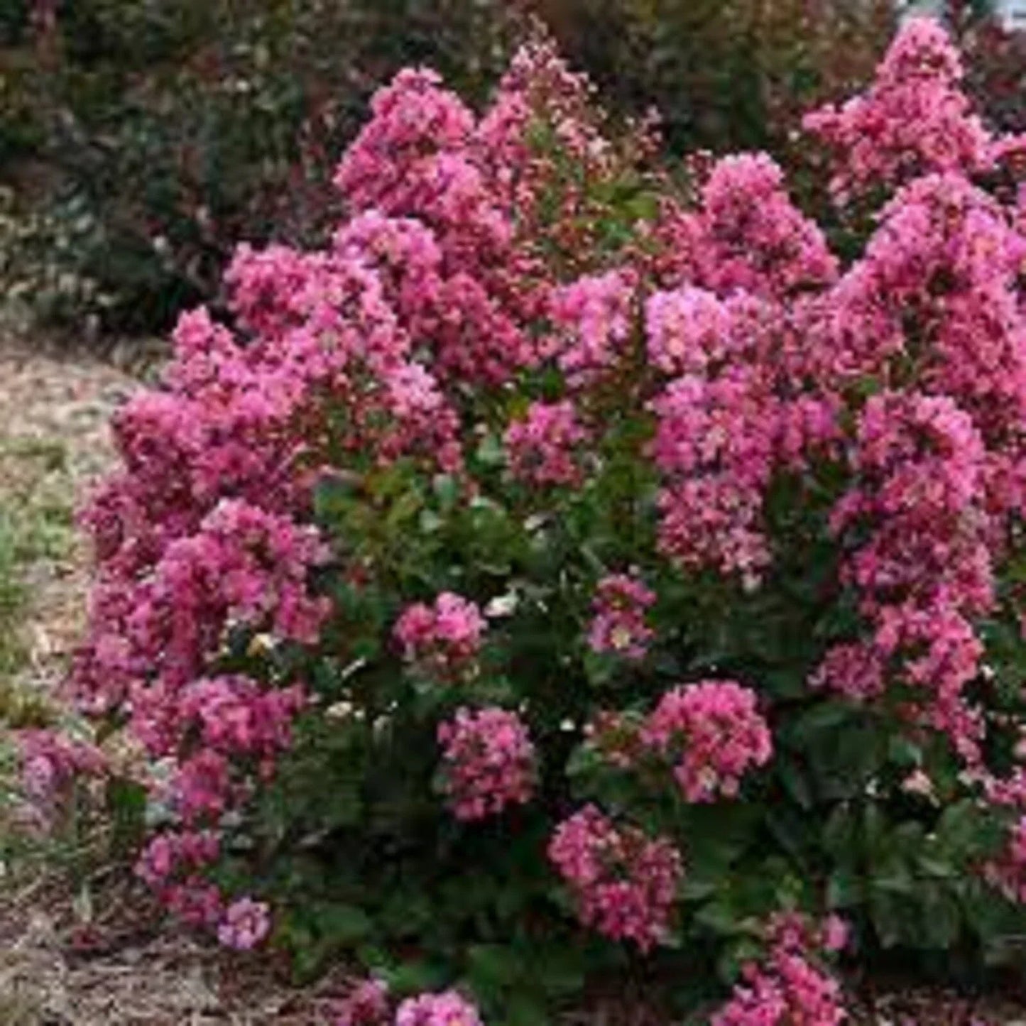 Peppermint Crape Myrtle Cuttings - 10 Unrooted Lagerstroemia indica 'Peppermint' for Landscaping and Garden Borders